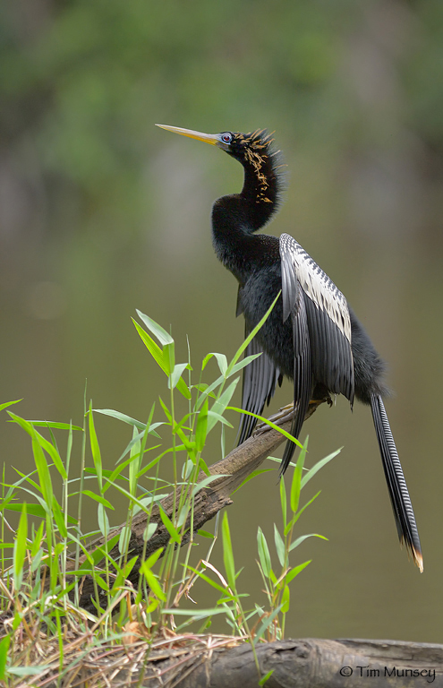 Male Anhinga